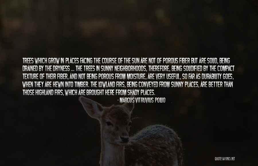 Shady Tree Quotes By Marcus Vitruvius Pollio Shady Tree Quotes By Marcus Vitruvius Pollio