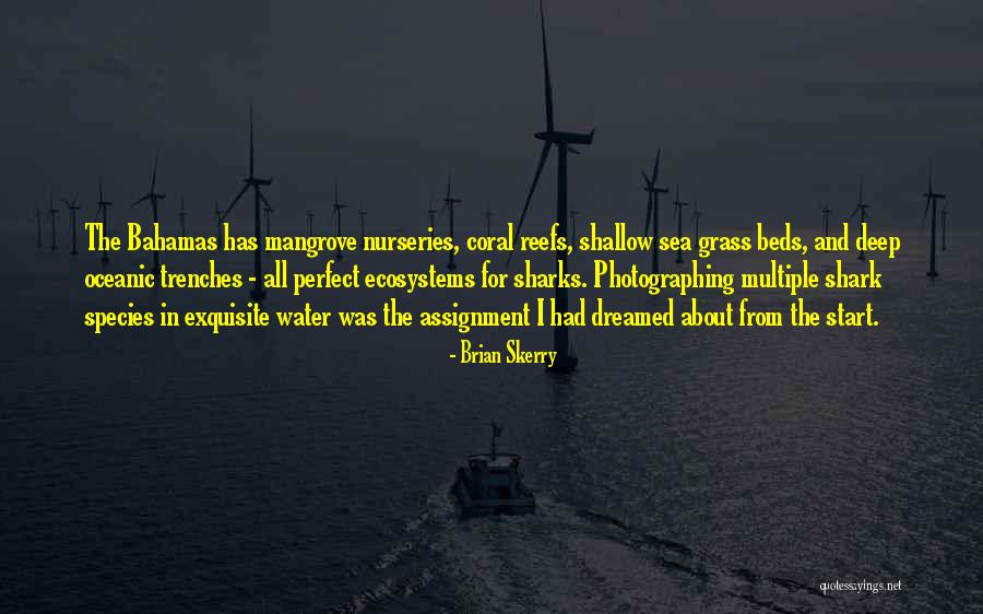 Shark Quotes By Brian Skerry Shark Quotes By Brian Skerry