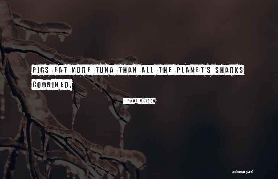 Sharks What Eat Quotes By Paul Watson Sharks What Eat Quotes By Paul Watson