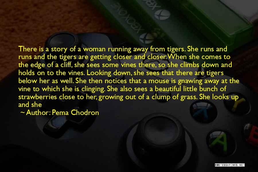 She Looks Beautiful Quotes By Pema Chodron