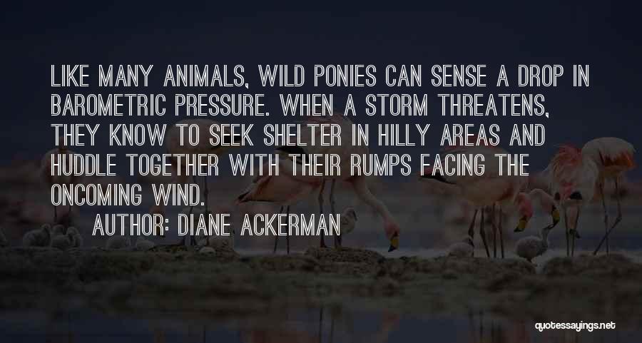 Shelter From The Storm Quotes By Diane Ackerman
