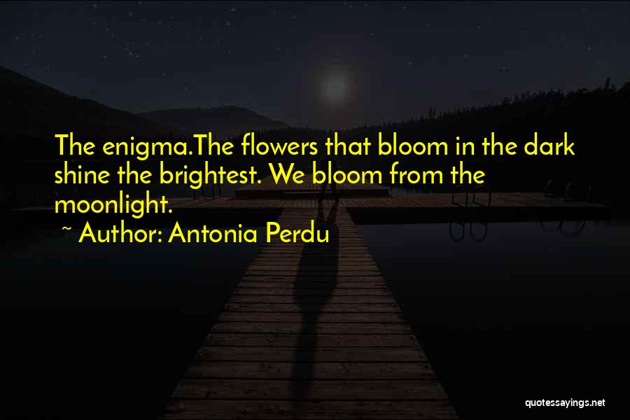 Shine In The Dark Quotes By Antonia Perdu