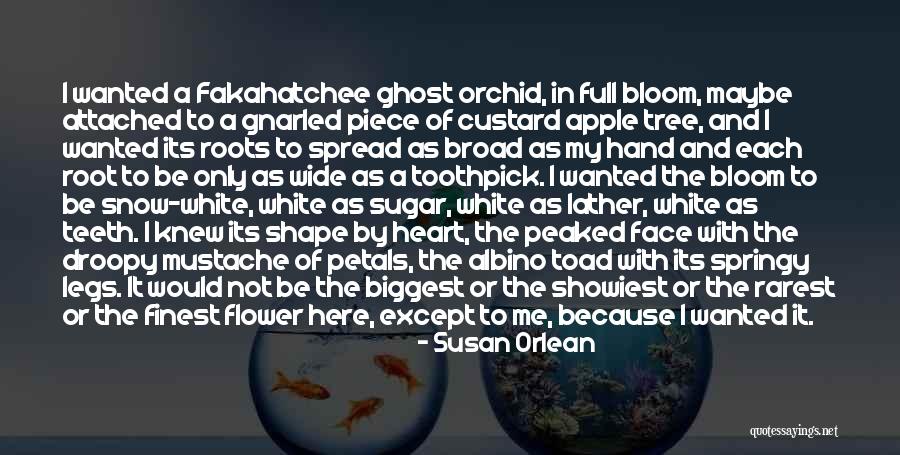 Showiest Quotes By Susan Orlean Showiest Quotes By Susan Orlean