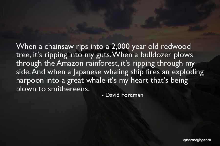 Shyam Sundar Kalani Quotes By David Foreman Shyam Sundar Kalani Quotes By David Foreman