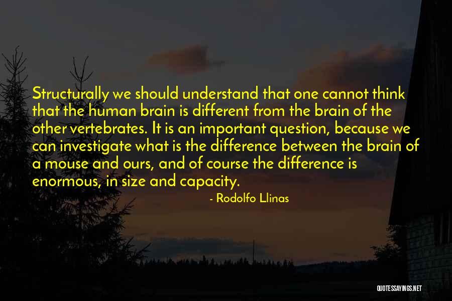 Signataire Quotes By Rodolfo Llinas Signataire Quotes By Rodolfo Llinas