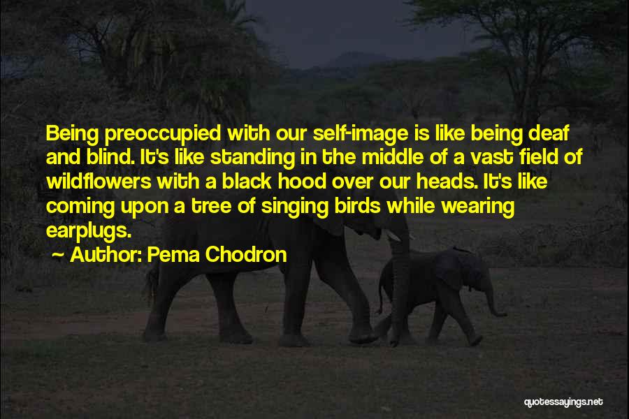 Singing Birds Quotes By Pema Chodron