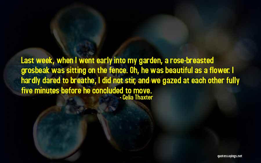 Sitting On The Fence Quotes By Celia Thaxter Sitting On The Fence Quotes By Celia Thaxter