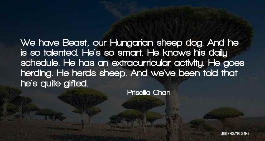 Smart Talented Quotes By Priscilla Chan