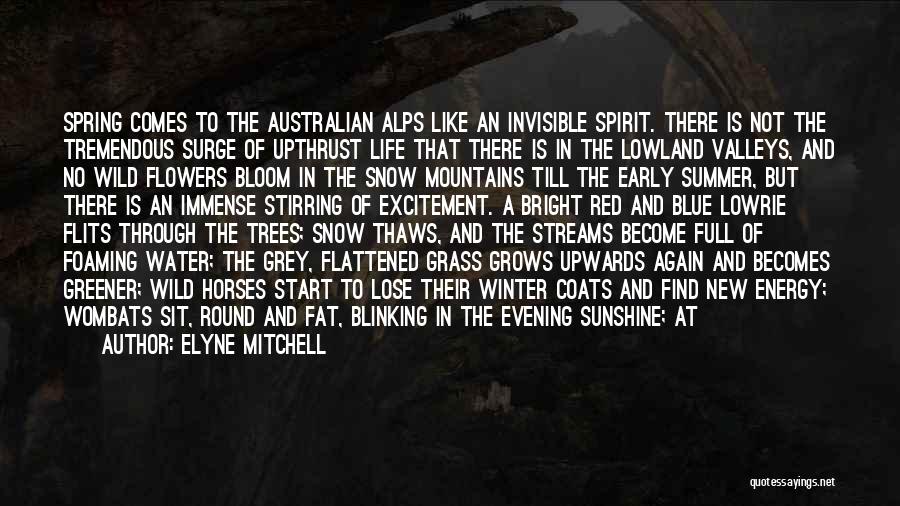 Snow And Trees Quotes By Elyne Mitchell