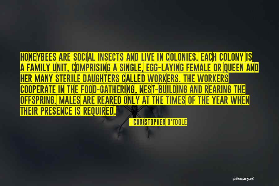 Social Workers Quotes By Christopher O'Toole Social Workers Quotes By Christopher O'Toole