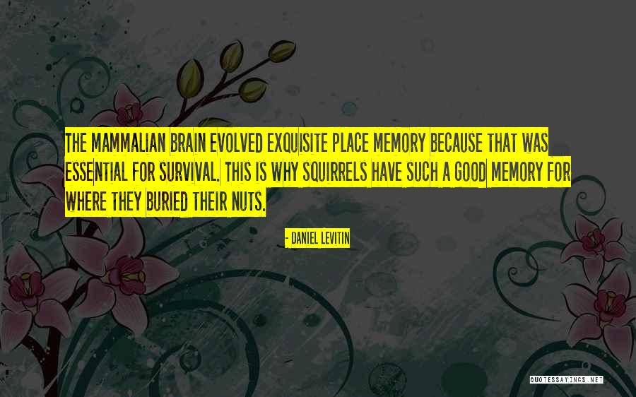 Sofficini Quotes By Daniel Levitin Sofficini Quotes By Daniel Levitin