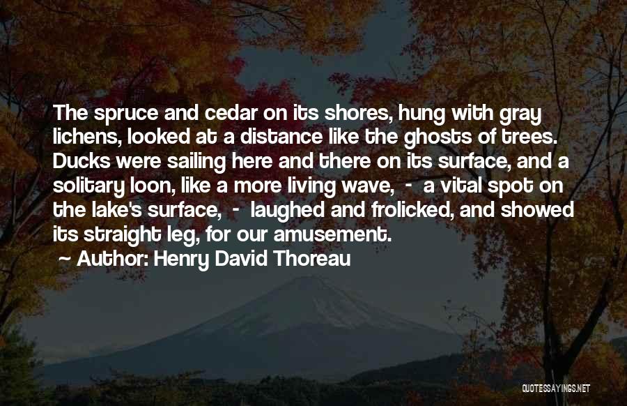 Solitary Trees Quotes By Henry David Thoreau