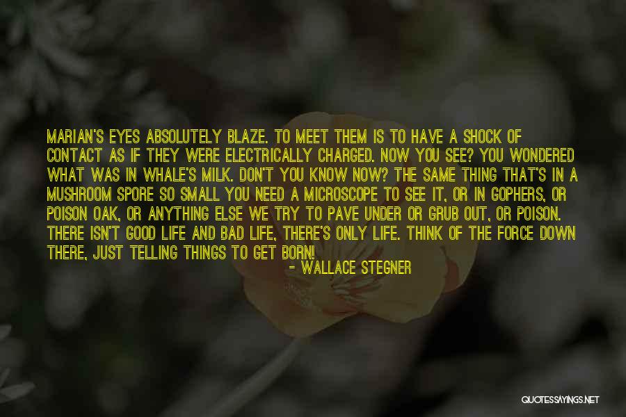 Southend Council Quotes By Wallace Stegner Southend Council Quotes By Wallace Stegner