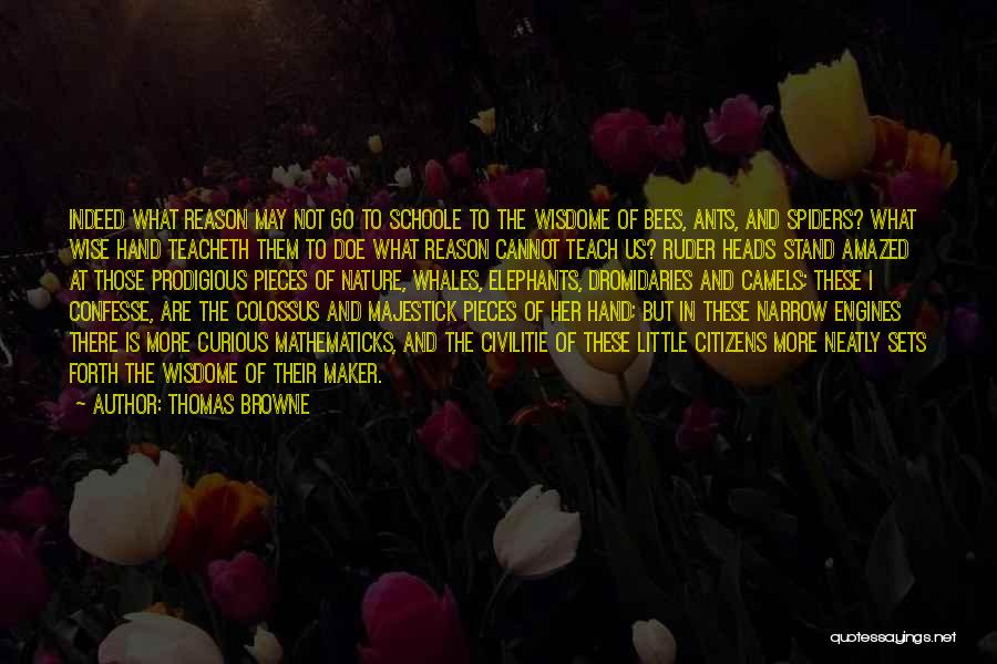 Spiders Quotes By Thomas Browne