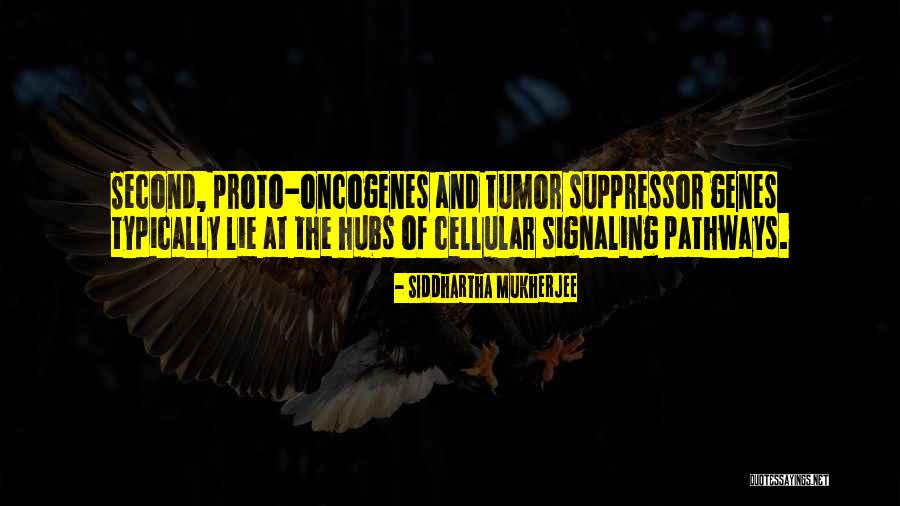 Sprizzi Investment Quotes By Siddhartha Mukherjee Sprizzi Investment Quotes By Siddhartha Mukherjee
