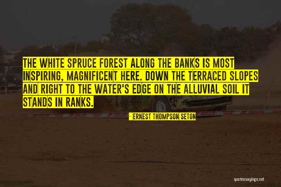 Spruce Up Quotes By Ernest Thompson Seton Spruce Up Quotes By Ernest Thompson Seton