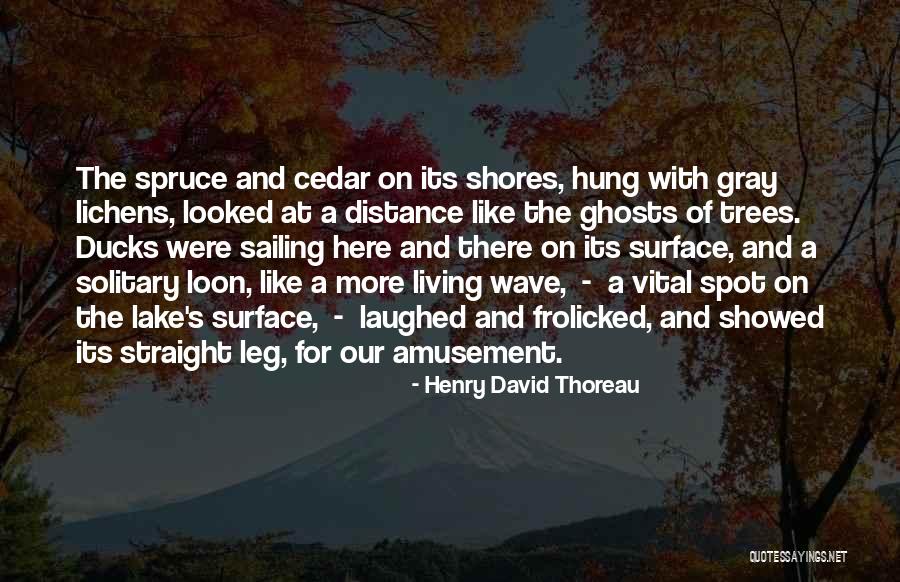 Spruce Up Quotes By Henry David Thoreau Spruce Up Quotes By Henry David Thoreau