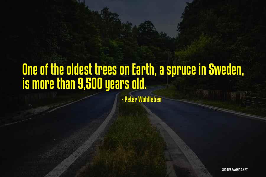 Spruce Up Quotes By Peter Wohlleben Spruce Up Quotes By Peter Wohlleben