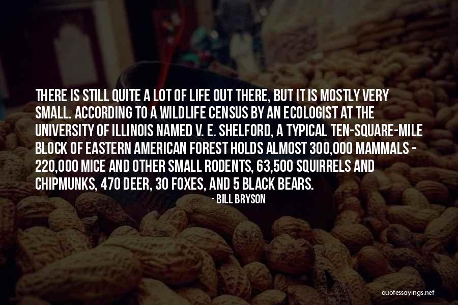 Squirrels And Life Quotes By Bill Bryson Squirrels And Life Quotes By Bill Bryson
