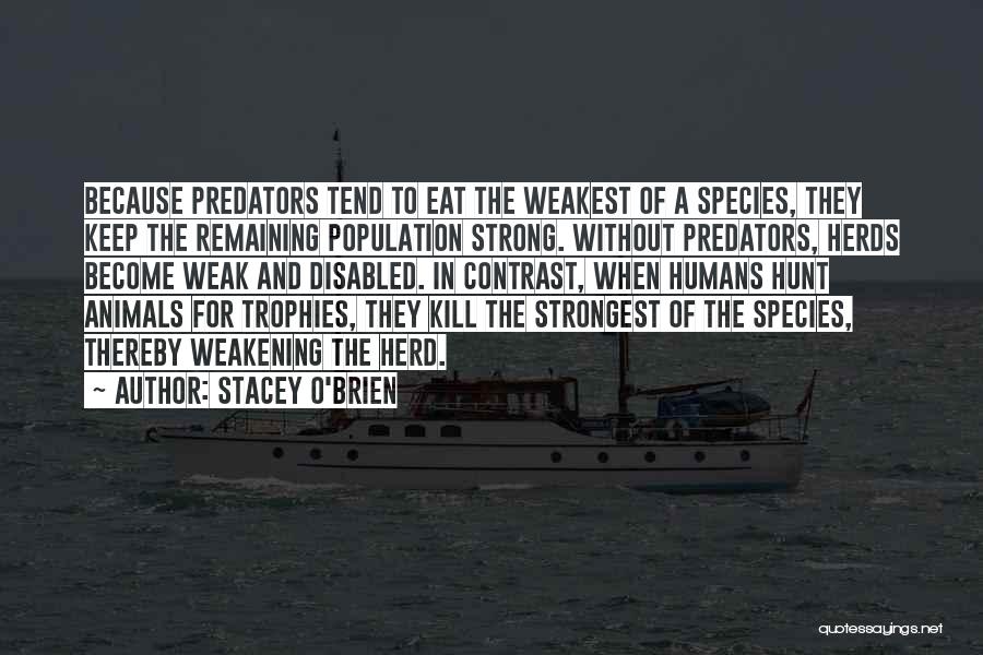 Stacey O'Brien Quotes 1376601