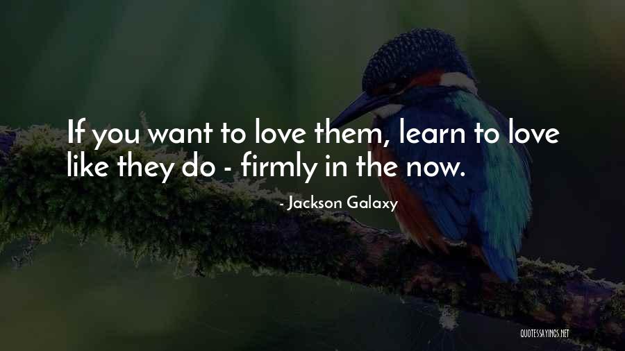 Steel Framed Gates Quotes By Jackson Galaxy Steel Framed Gates Quotes By Jackson Galaxy