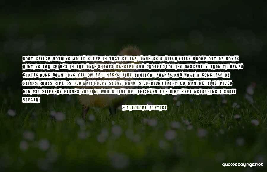 Stinks Like Quotes By Theodore Roethke Stinks Like Quotes By Theodore Roethke