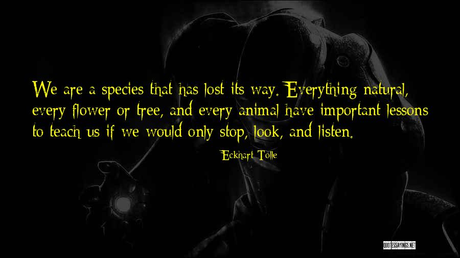 Stop Look And Listen Quotes By Eckhart Tolle