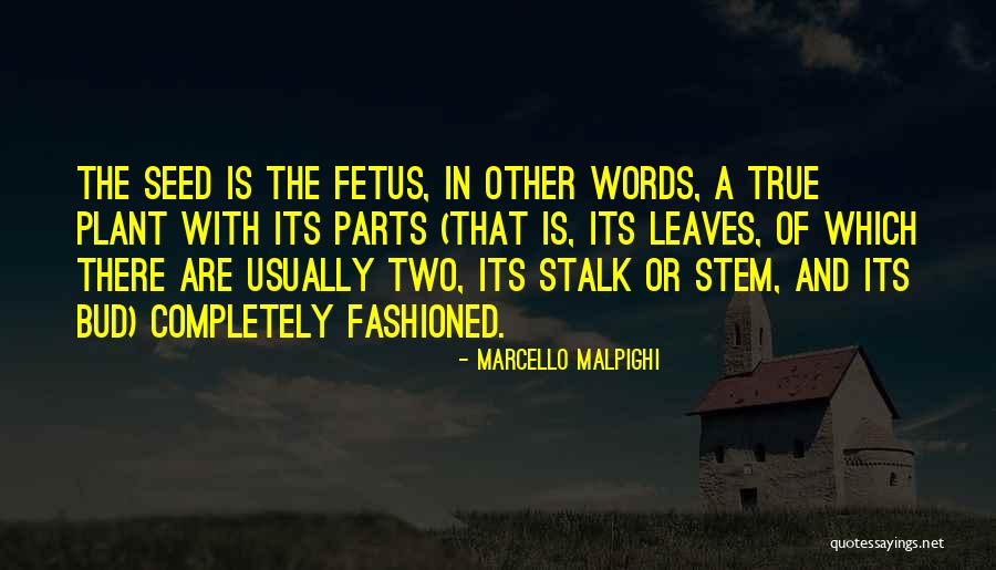 Stupify Jones Quotes By Marcello Malpighi Stupify Jones Quotes By Marcello Malpighi