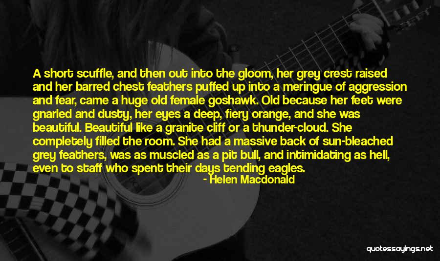 Sun Cloud Quotes By Helen Macdonald Sun Cloud Quotes By Helen Macdonald