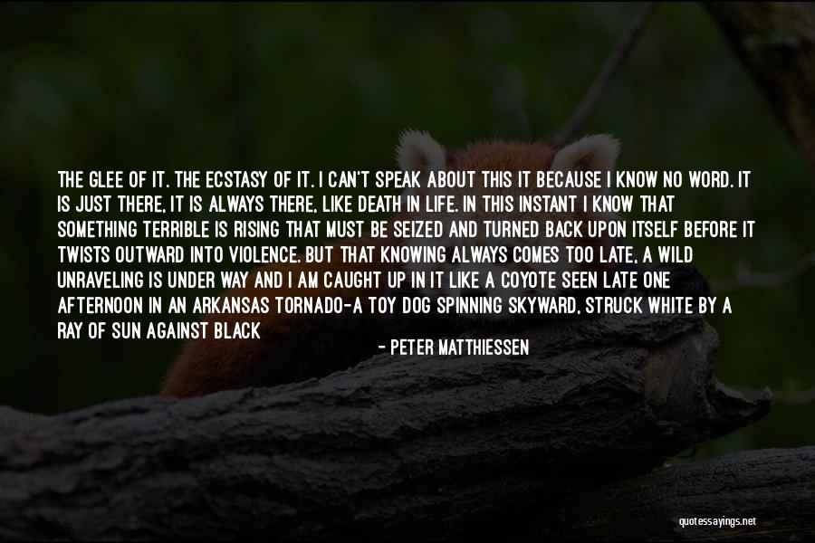 Sun Ray Quotes By Peter Matthiessen Sun Ray Quotes By Peter Matthiessen