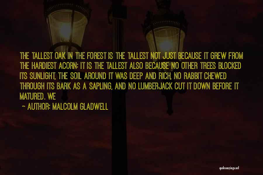 Sunlight Through Trees Quotes By Malcolm Gladwell