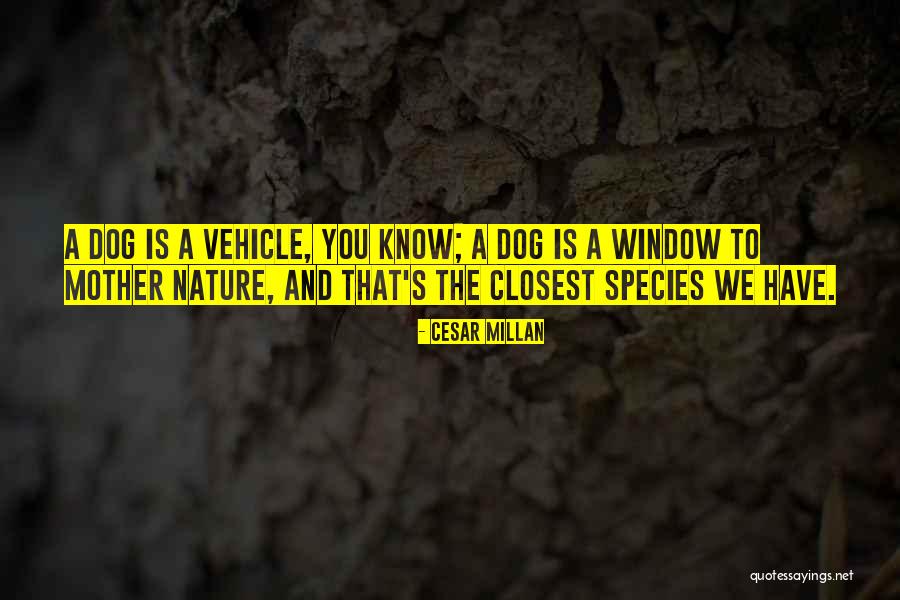 Supernormal Quotes By Cesar Millan Supernormal Quotes By Cesar Millan