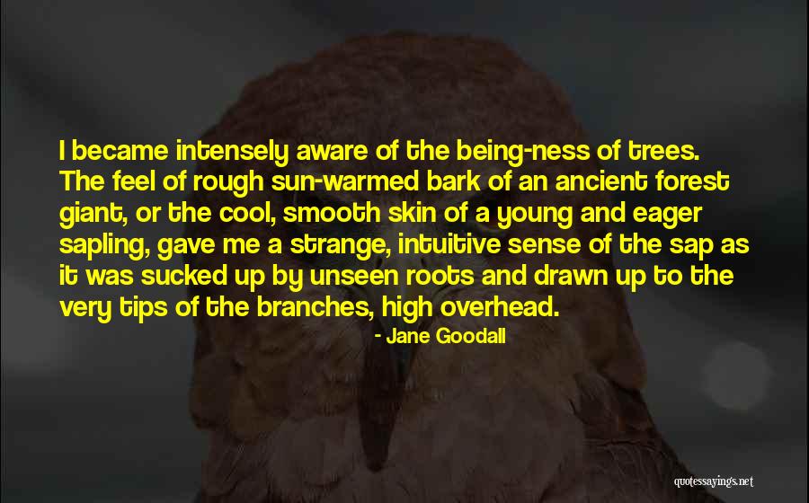 Surukka Quotes By Jane Goodall Surukka Quotes By Jane Goodall