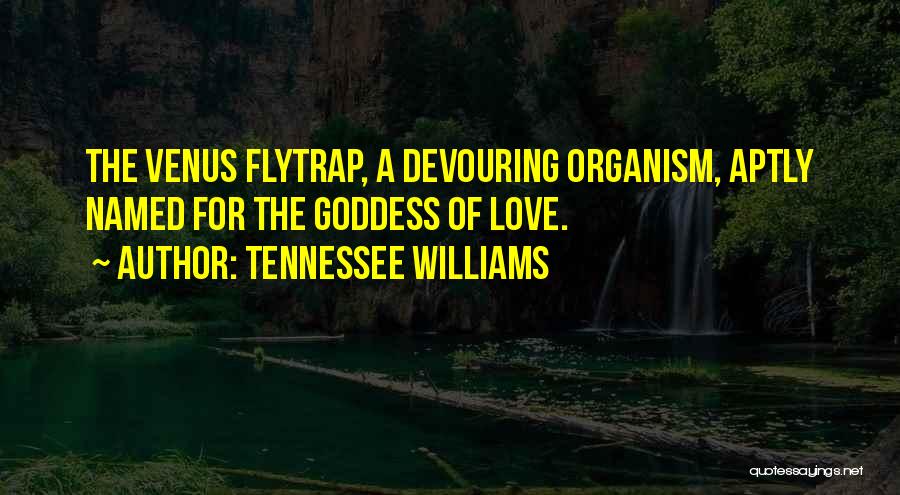 Tennessee Williams Quotes 2112424