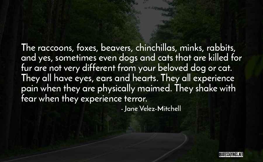 Terezinha De Jesus Quotes By Jane Velez-Mitchell Terezinha De Jesus Quotes By Jane Velez-Mitchell