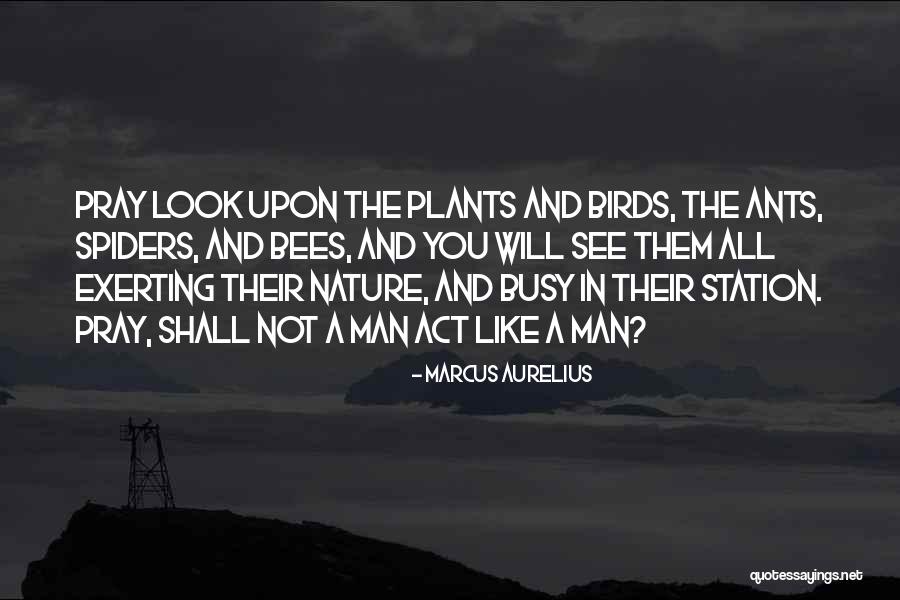 The Birds And The Bees Quotes By Marcus Aurelius The Birds And The Bees Quotes By Marcus Aurelius