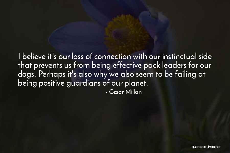 The Connection Of Love Quotes By Cesar Millan