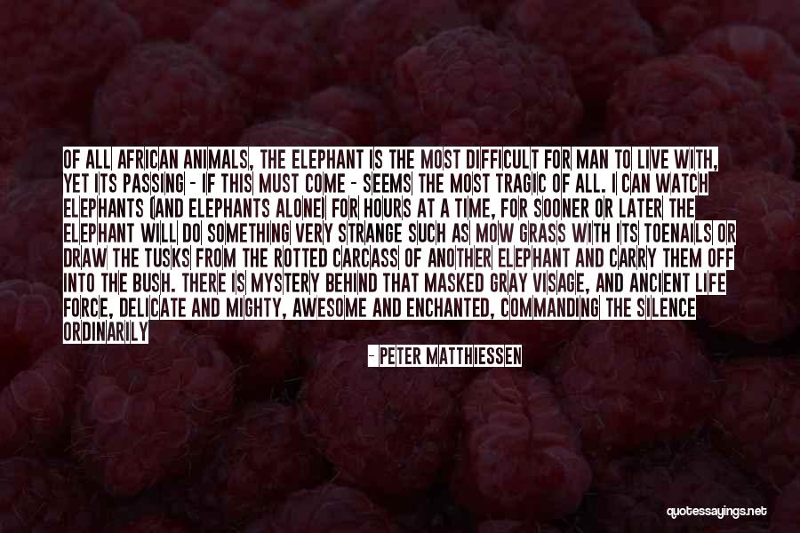 The Elephant Man Quotes By Peter Matthiessen