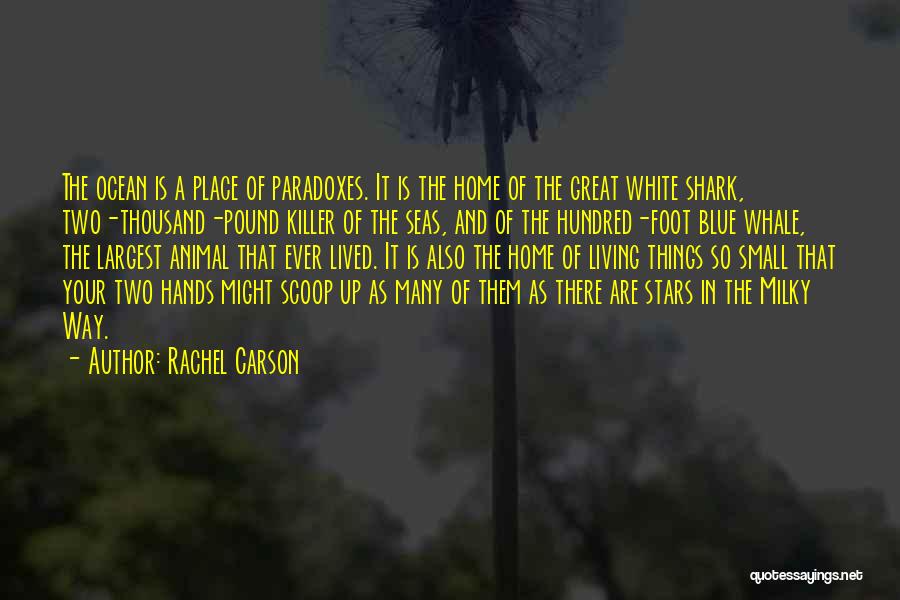 The Great White Shark Quotes By Rachel Carson