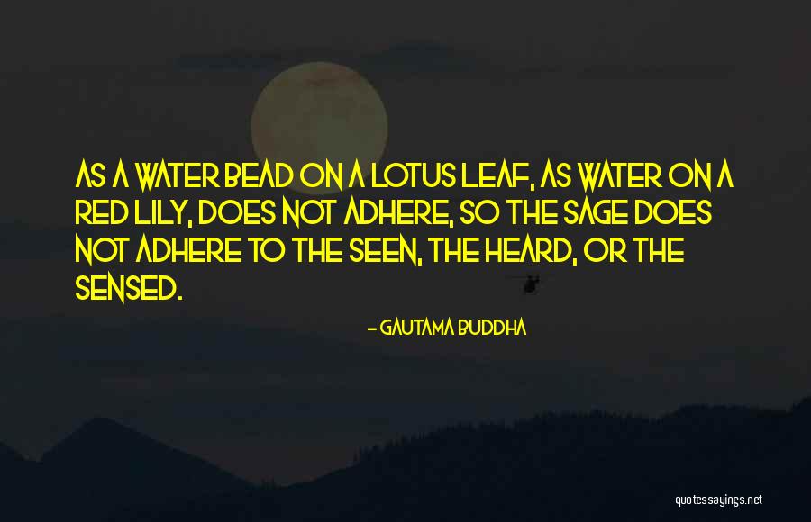 The Lotus Quotes By Gautama Buddha The Lotus Quotes By Gautama Buddha