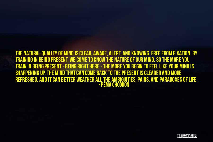 The Quality Of Being Quotes By Pema Chodron The Quality Of Being Quotes By Pema Chodron