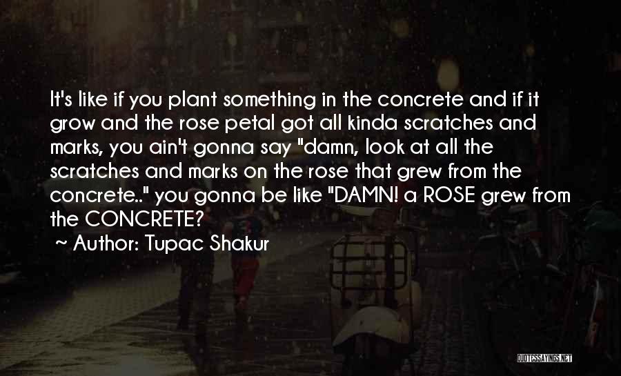The Rose That Grew From The Concrete Quotes By Tupac Shakur