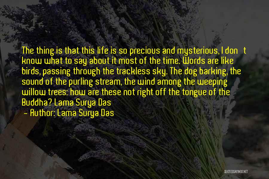 The Sky And Trees Quotes By Lama Surya Das