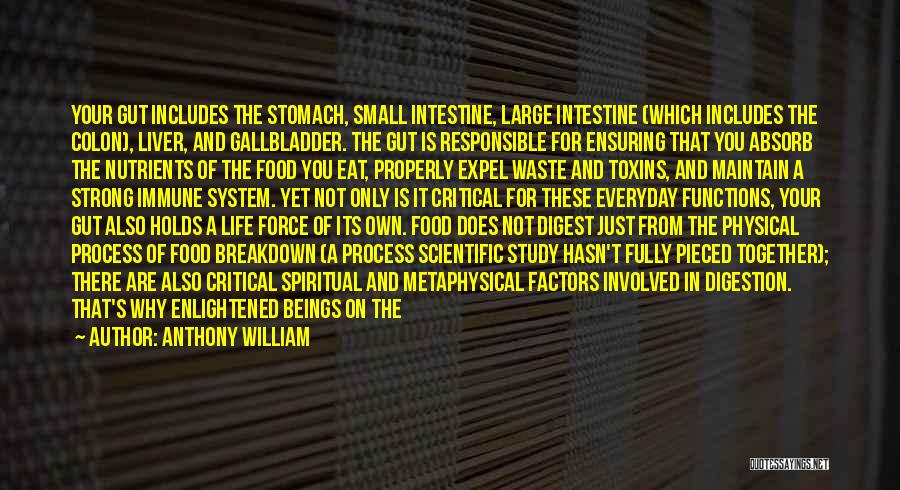 The Small Intestine Quotes By Anthony William