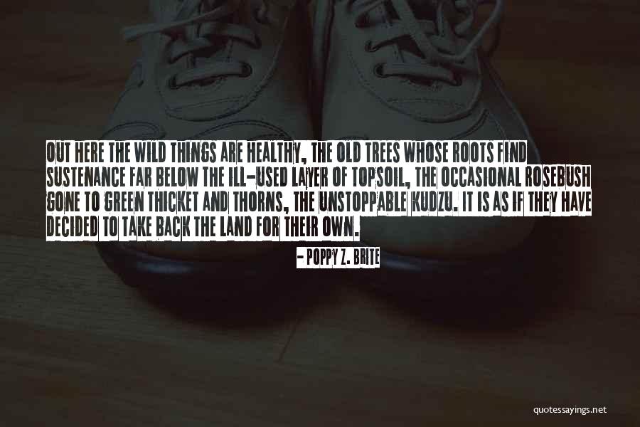 The Thicket Quotes By Poppy Z. Brite The Thicket Quotes By Poppy Z. Brite