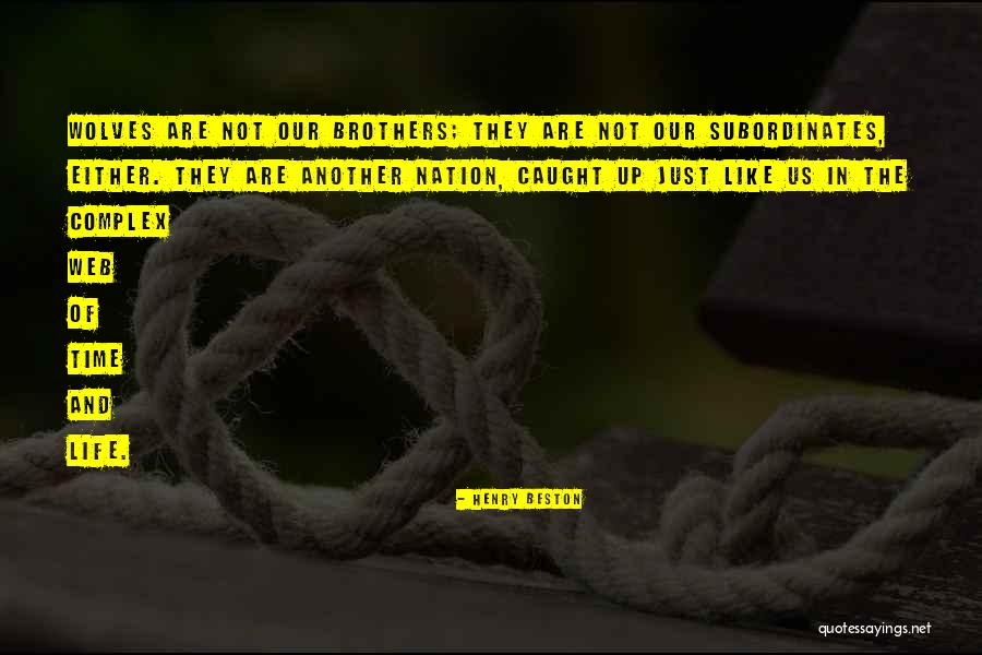 The Web Of Life Quotes By Henry Beston The Web Of Life Quotes By Henry Beston