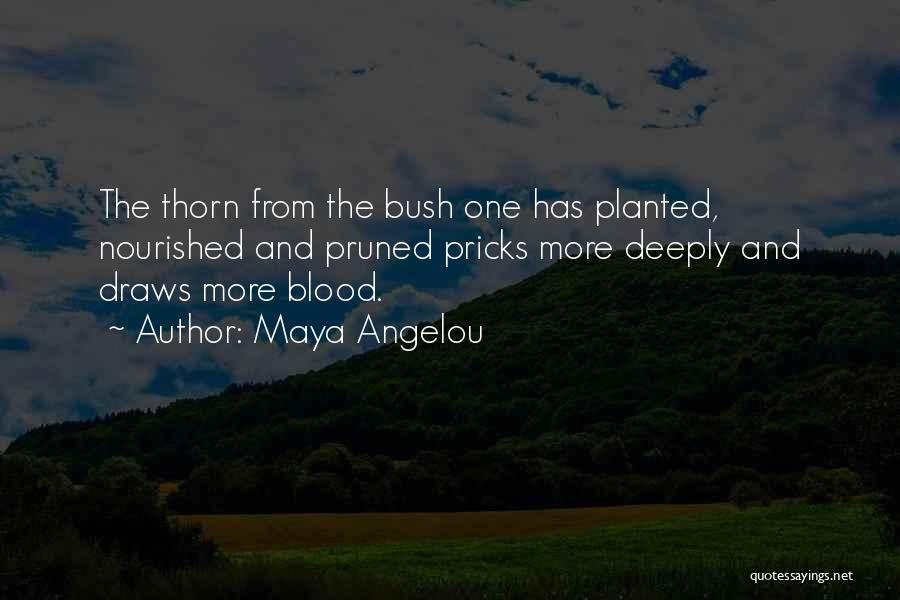 Thorn Bush Quotes By Maya Angelou