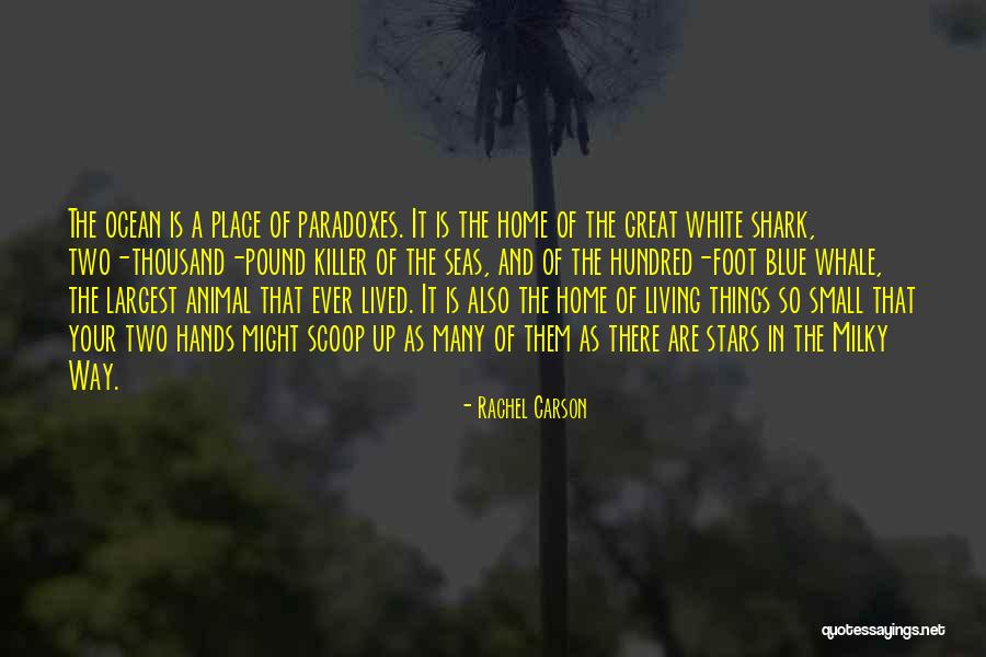 Thousand Foot Quotes By Rachel Carson Thousand Foot Quotes By Rachel Carson