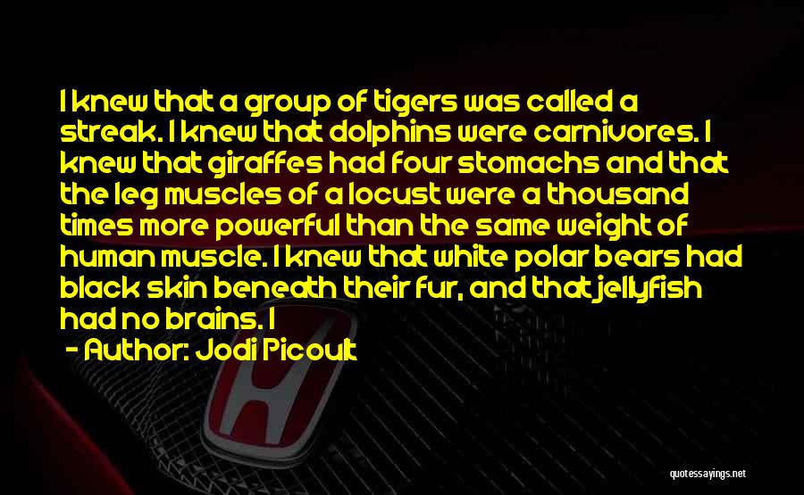 Tigers Quotes By Jodi Picoult