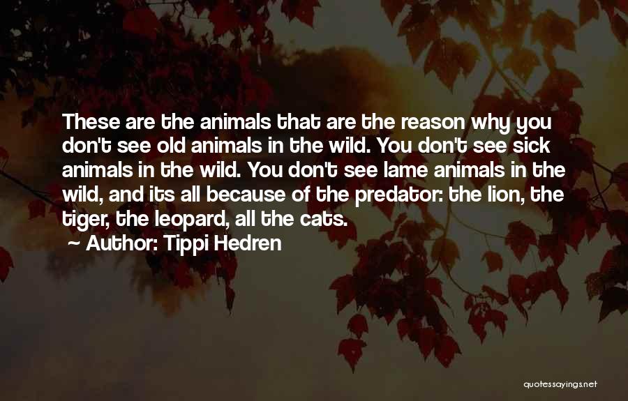 Tippi Hedren Quotes 801252